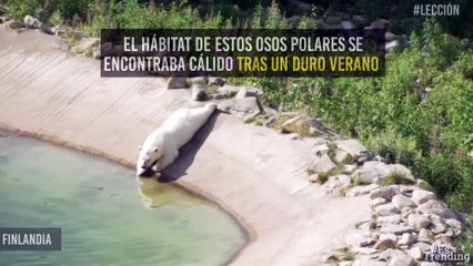 Zoológico recrea el hábitat natural de sus osos polares y la reacción de los animales te estremecerá