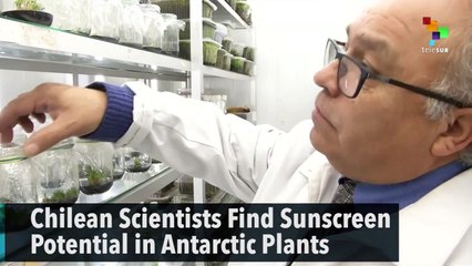 Chilean Scientists Find Sunscreen Potential in Antarctic Plants