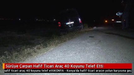 Sürüye Çarpan Hafif Ticari Araç 40 Koyunu Telef Etti