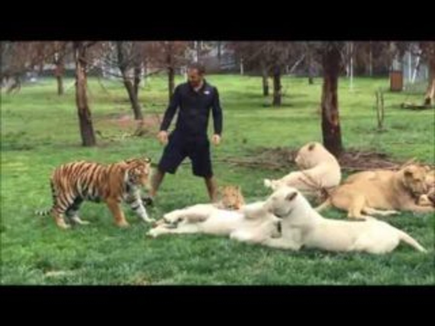ライオンを撫でていたら ヒョウが襲ってきて 虎が助けてくれた W 動画 Dailymotion