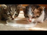 生まれたての子猫が初めて水を飲む姿がとにかくカワイイ！w