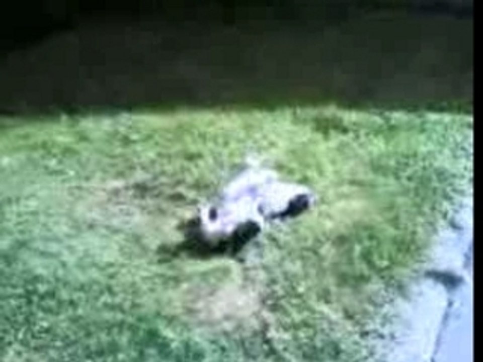 virgil sur son terrain