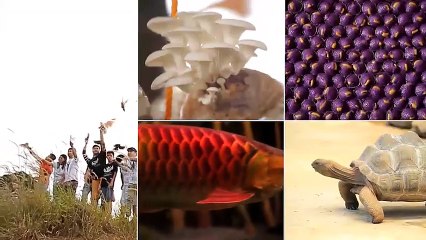 Alagang Magaling S7 EP5 - WARDEN E.Y KENNEL PART 2