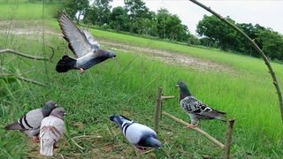Awesome Super Bird Trap Using Fan Guard With PVC - How to make super easy bird trap work 100%