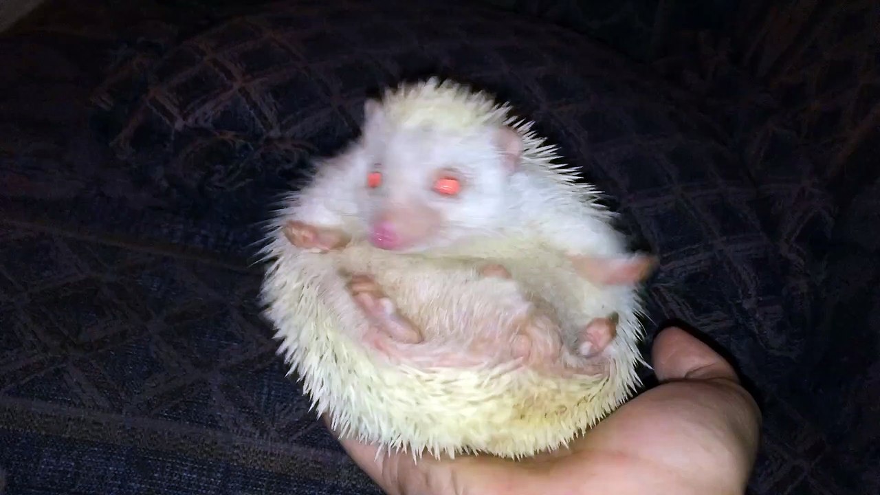 Kung Fu Hedgehog