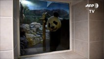 Francia espera el nacimiento de su primer bebé panda