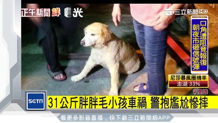 毛小孩闖禍被車撞　暖心警幫送醫抬不動人狗慘摔｜三立新聞台