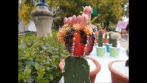 Amazing Cactus Plants