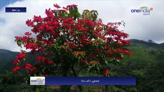 Tourists are eager to see Red Leaf flowers at Ooty-Oneindia Tamil