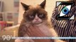 [Zap Télé] Grumpy Cat : le chat qui pèse 80 millions de dollars ! (27/07/17)