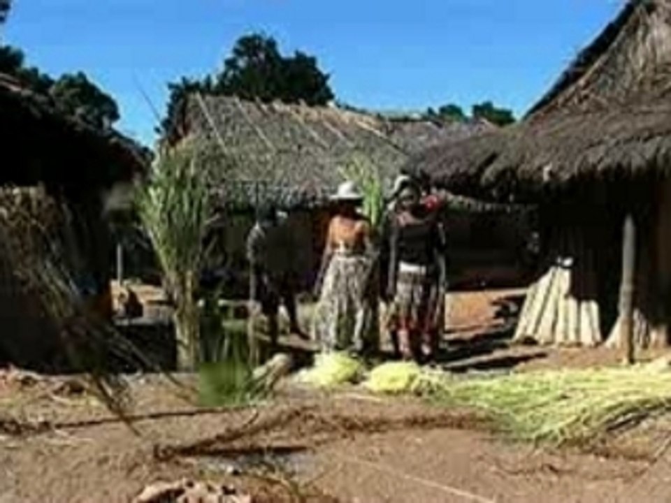 LA RECOLTE DU RAPHIA
