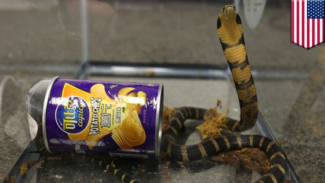 U.S. Customs agents find live king cobras smuggled in chip cans