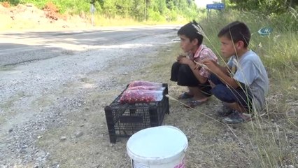 Okul Harçlıklarını Yol Kenarında İncir Kiraz Satarak Çıkarıyorlar