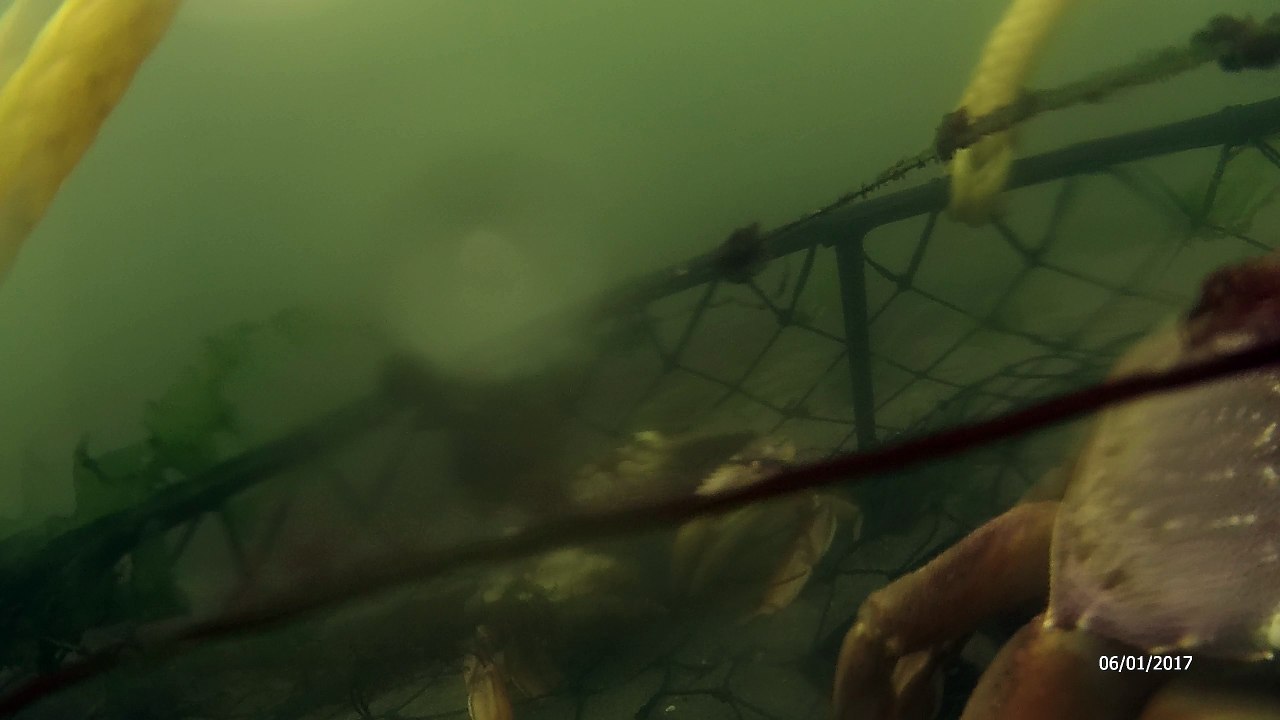 Crab Cam - Second