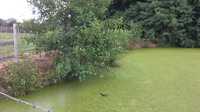 Comment se débarrasser des ragondins ?