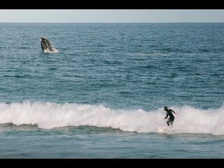 These Surfers Have a Whale of a Time