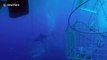 Terrifying moment great white breaks into diving cage