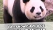 La panda du zoo de Beauval, Huan Huan, accouchera la semaine prochaine !