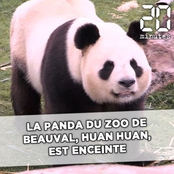 La panda du zoo de Beauval, Huan Huan, accouchera la semaine prochaine !
