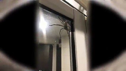 Un couple terrifié par une énorme araignée chasseuse alors qu'il cuisinaient