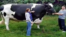 Largest Animals in World-Top Funny Videos-Top Funny Pranks-Funny Fails-ZaidAliT Videos-Viral Videos-WhatsApp Videos