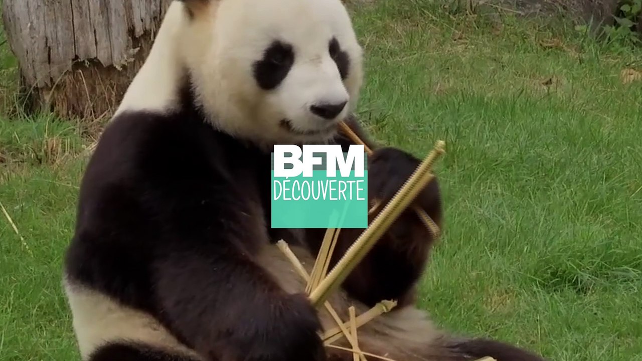 Huan Huan, la femelle panda du zoo de Beauval,...