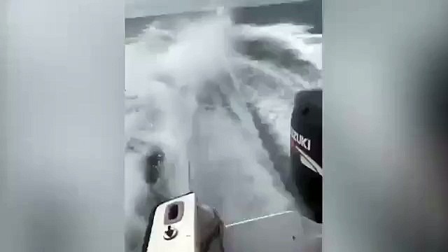 Diffusée sur les réseaux sociaux, la vidéo d'un requin maltraité et trainé violemment par un bateau indigne les internau