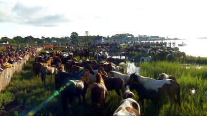 US: Tourists gather to watch annual pony swimming event in Virginia
