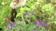 Dans la grande ruche parisienne, les abeilles font leur miel