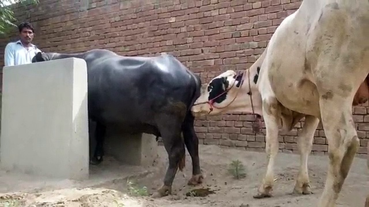 Mixed_Animals_Mating_21_Unnatural_And_Massive_Animals_Mating_21