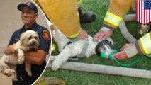 消防士が火事に巻き込まれた犬に救命措置　映像が話題に