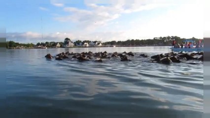 سباحة البوني، طراز سباحة أمريكي