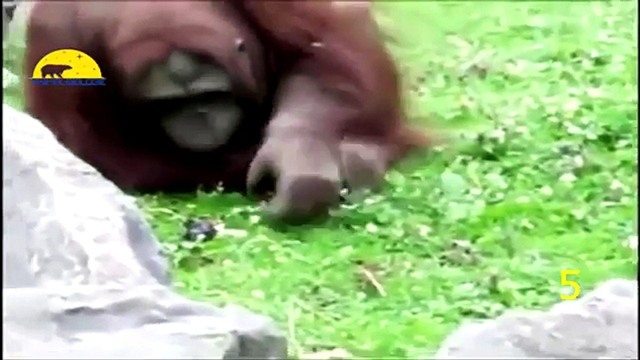 Amazing_21_21_Animal_Saves_Another_Animal__7C_Animal_Heroes_2016_HD