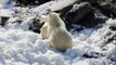 Adorable polar bears cool down as temperatures soar