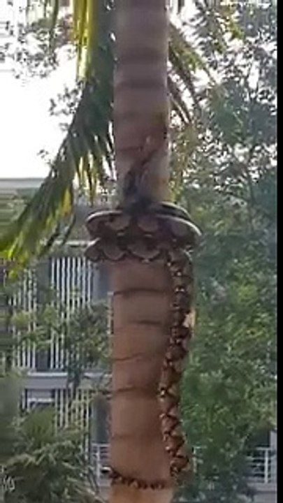 Snake Climbing Tree