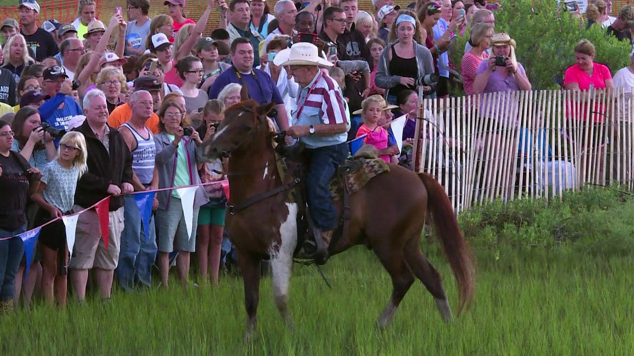 Wildpferde schwimmen zur Versteigerung