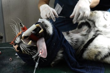 Bombalar Altında Hayvan Kurtarma Operasyonu