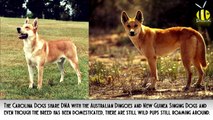 Lydur Gudmundsson’s guide to some rare dog breeds