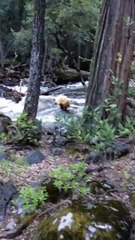 hiker sees bear crossing treacherous river you should see this