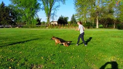 Best Trained & Disciplined German Shepherd Dogs