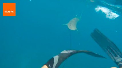 These Five Shark Encounters Will Give You Goosebumps