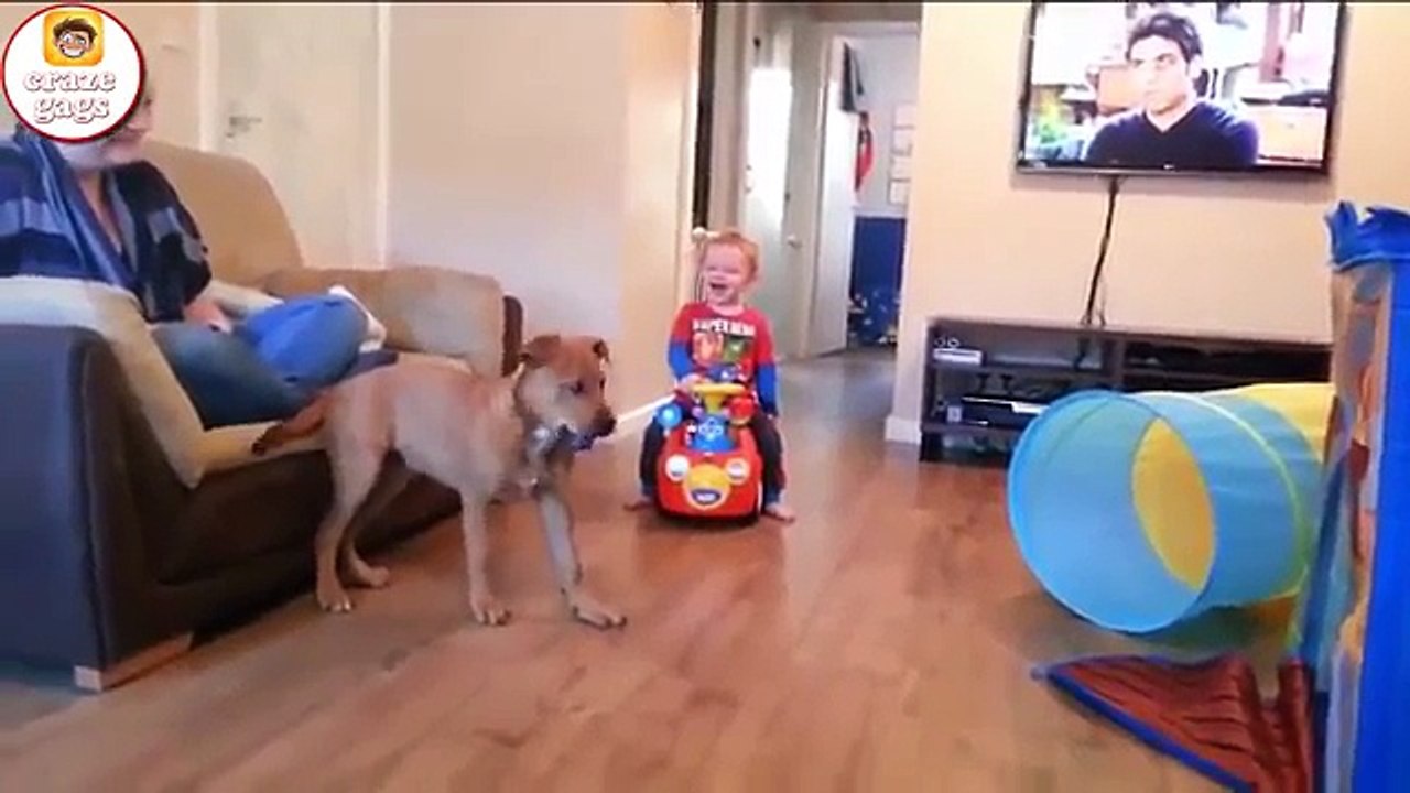 funny Babies and Puppies Playing Together Compilation 2016 , best babies vs dogs animals 2016