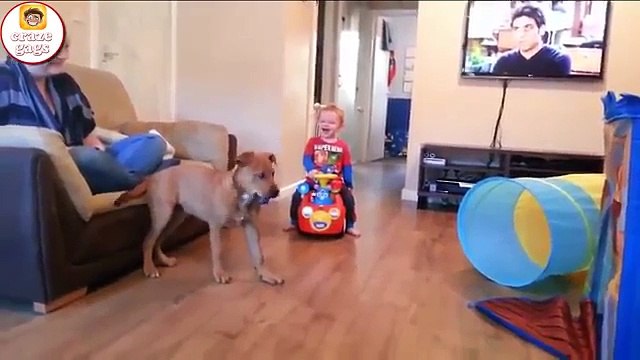 funny Babies and Puppies Playing Together Compilation 2016 , best babies vs dogs animals 2016