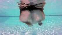 Corgi Shows Off Swimming Skills