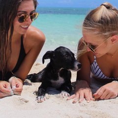 This tropical island allows you to hang out with rescued puppies