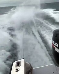 3 américains maltraitent un requin