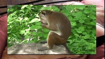 Funny Animals Videos Compilation 2017   Animals Mating 2016