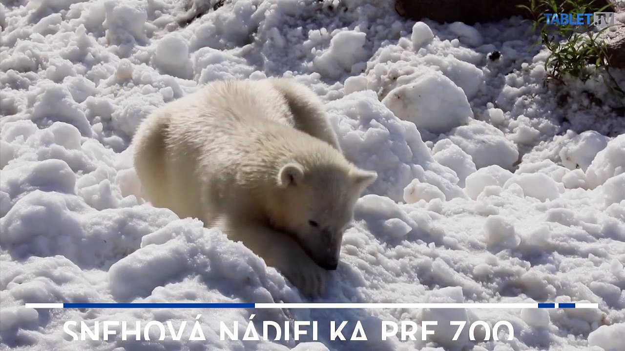Zoo v Laponsku priviezla pre zvieratá celý kamión snehu