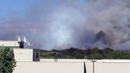 Roma, Ostia, incendio nella pineta delle Acque Rosse