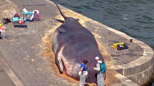 Parisians Find 'Beached Whale' On Banks Of Seine